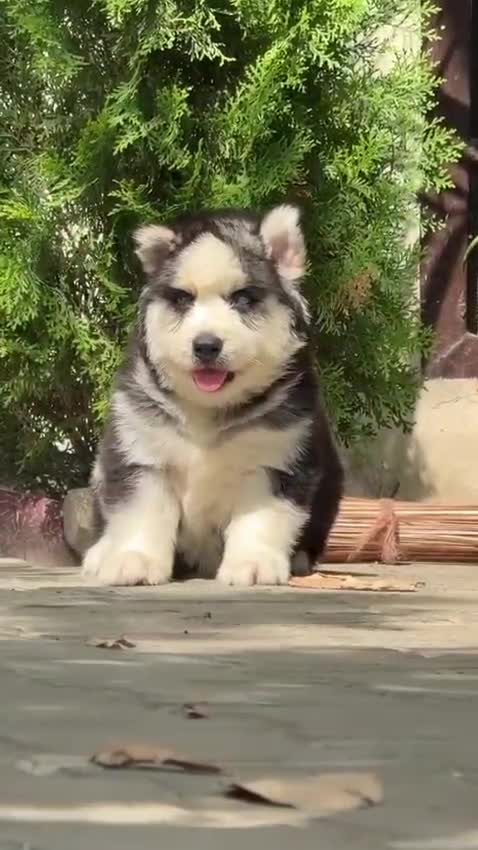 Siberian Husky Puppy | White Color at a farm in Delhi