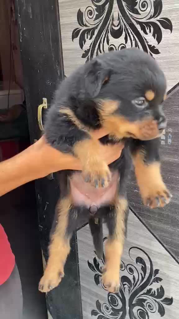 Rottweiler Puppy, farm video