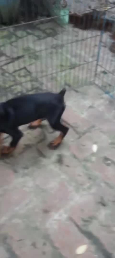 European Doberman Puppy, farm video