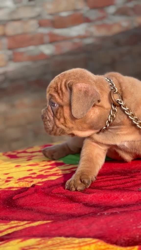 American Bully Standard Size Puppy at a farm in Ludhiana, Punjab