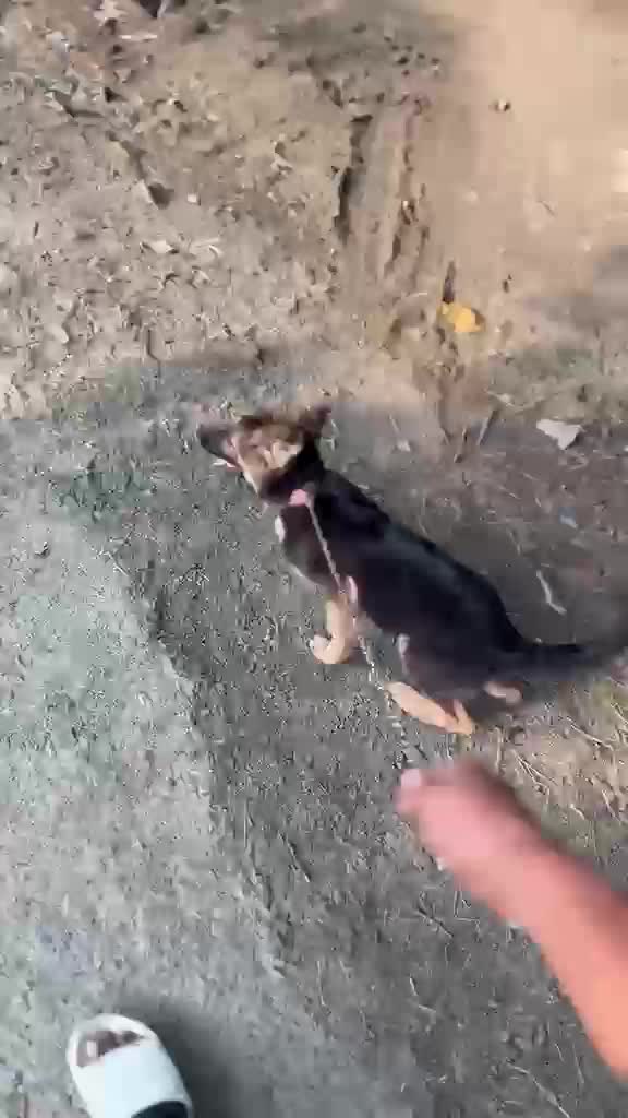 German Shepherd Puppy | Z Black at a farm in Sasni, Uttar Pradesh