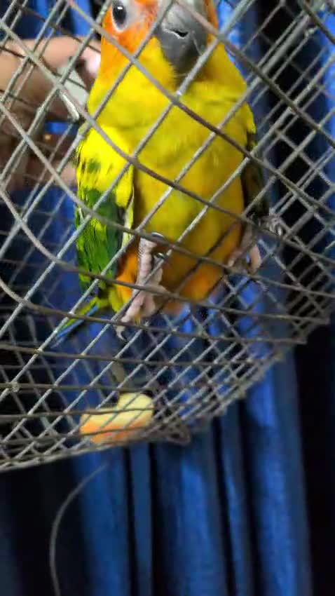 Sun Conure, farm video