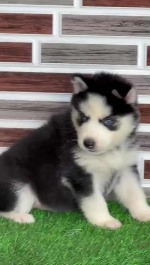 Siberian Husky Puppy | Black & White Color at a farm in Ludhiana, Punjab