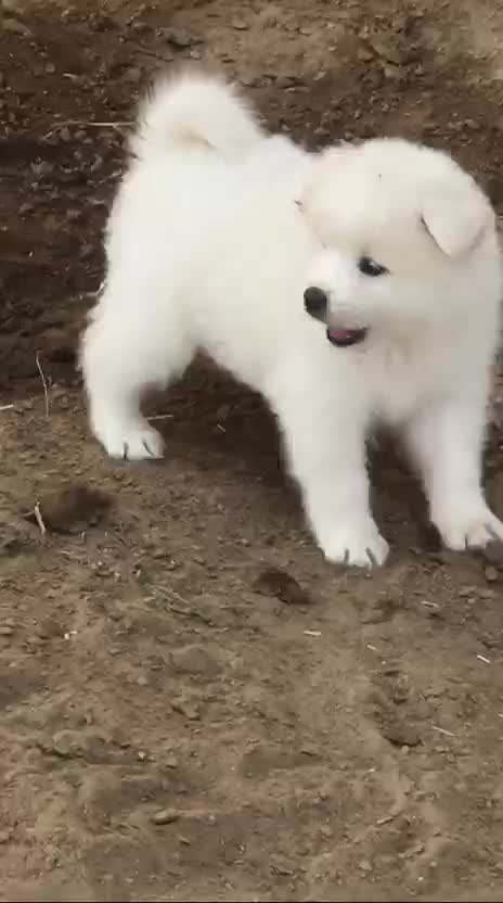 Samoyed Puppy | White, farm video