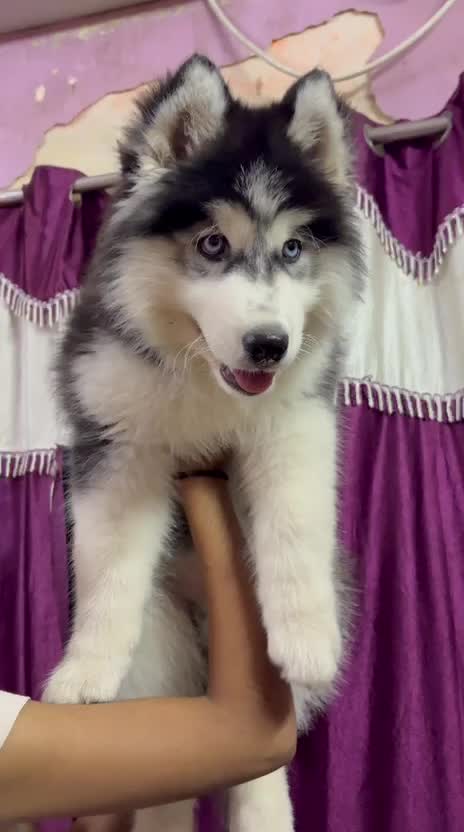 Siberian Husky Puppy | White Color at a farm in India