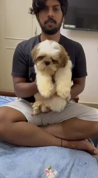 Shih Tzu | Black & White Color at a farm in Bengaluru, Karnataka