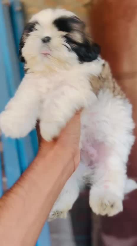 Shih Tzu | Black & White Color at a farm in Bhawanigarh, Punjab