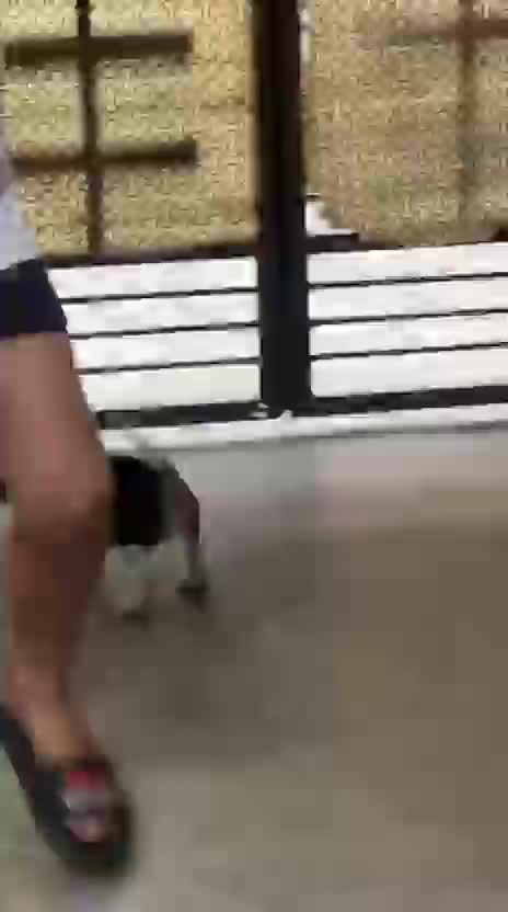 Beagle Black & Tan Puppy at a farm in Rajpura, Punjab
