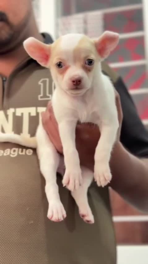 Chihuahua Puppy at a farm in Bengaluru, Karnataka