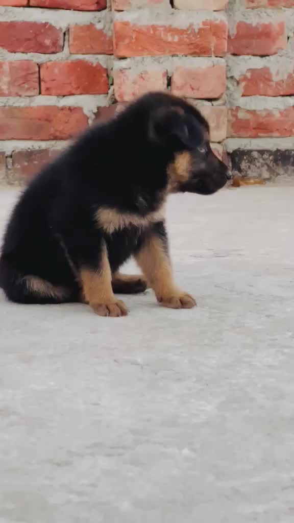 German Shepherd Puppy at a farm in Kurukshetra, Haryana