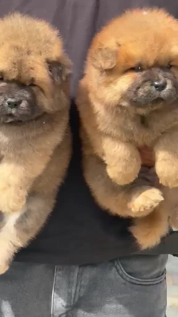 Chow Chow Puppies, farm video