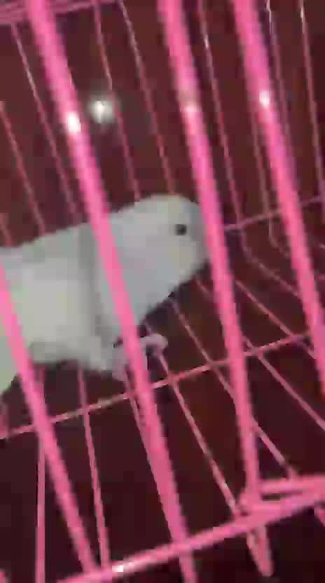 Dachshund Puppy, farm video