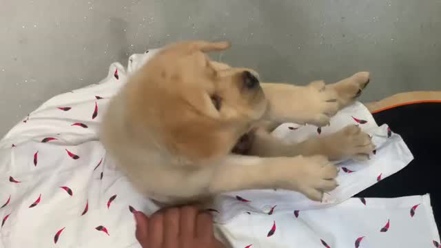Beagle Black & Tan Puppy, farm video