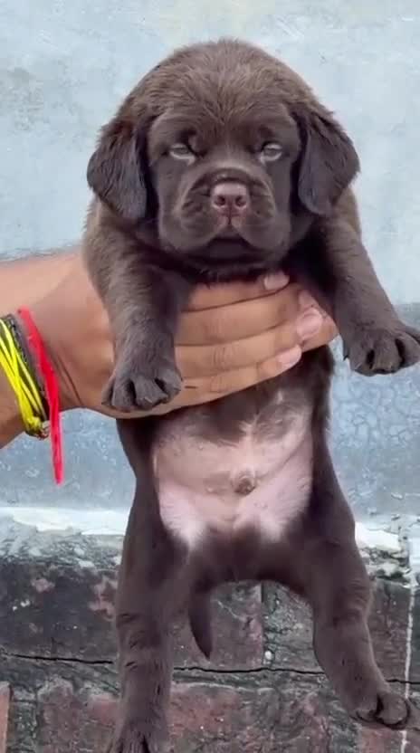 Beagle Black & Tan Puppy, farm video