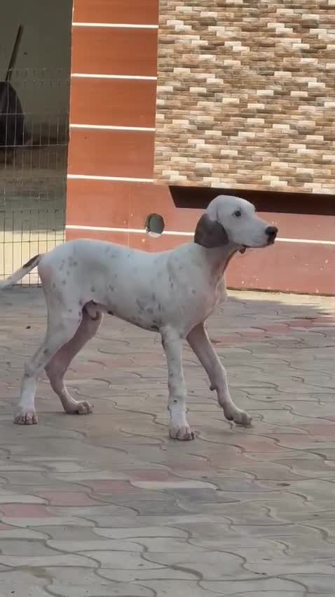American Bully Standard Size Puppy, farm video