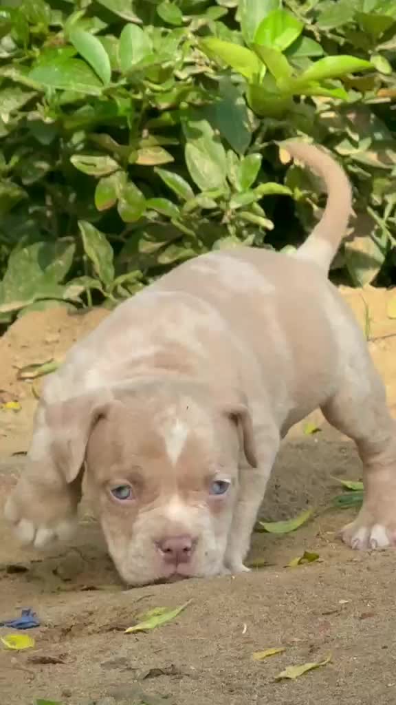 American Bully Standard Size Puppy, farm video