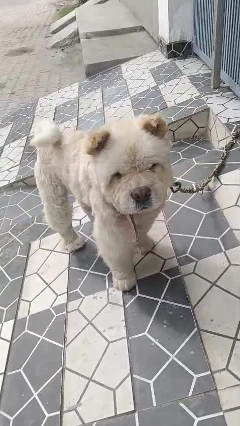 Chow Chow Puppy | White Color, farm video