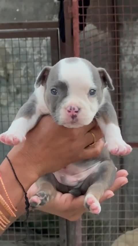 American Bully Pocket Size Puppy, farm video
