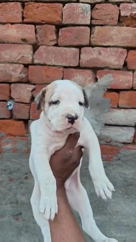 Pitbull Terrier Puppy, farm video