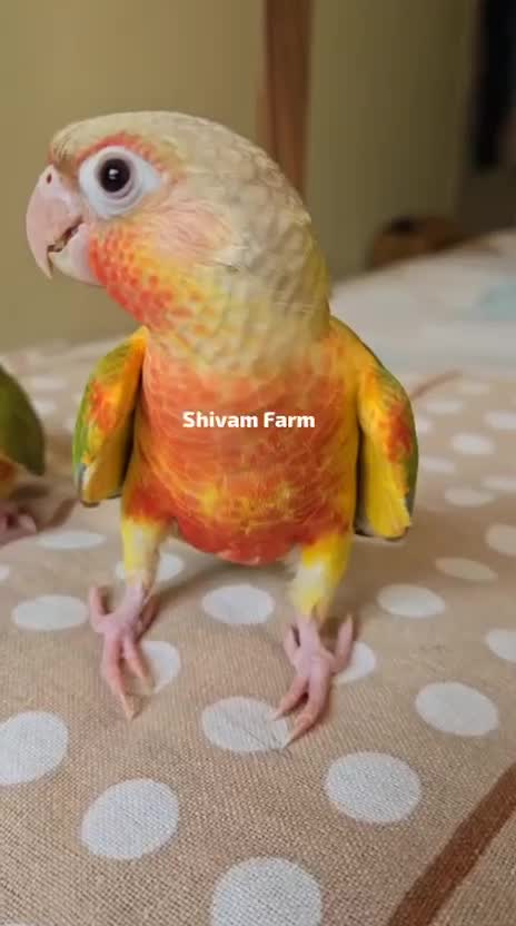 Pineapple Headed Conure, farm video