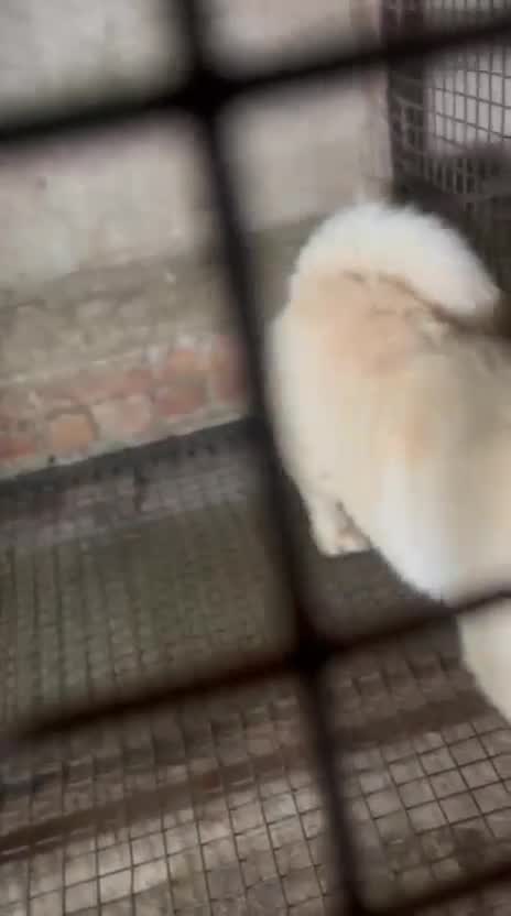 Chow Chow Puppy | Black Color, farm video