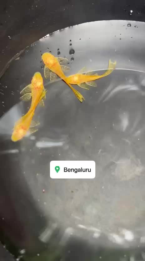 Pleco, farm video