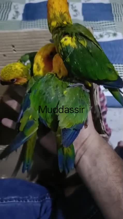 Sun Conure, farm video
