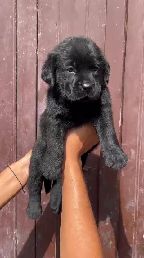 Dachshund Puppy, farm video