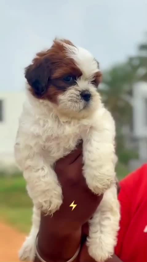 Shih Tzu | Tri Color Puppy, farm video