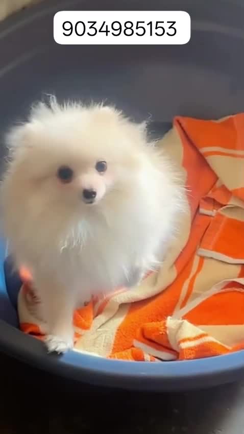 Toy Poodle Puppy, farm video