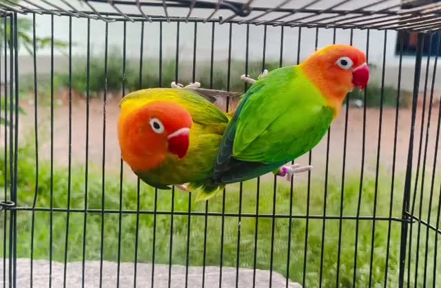 African Love Birds | Cobalt Blue, farm video
