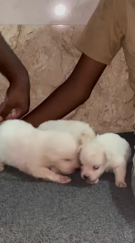 Dachshund Puppy, farm video