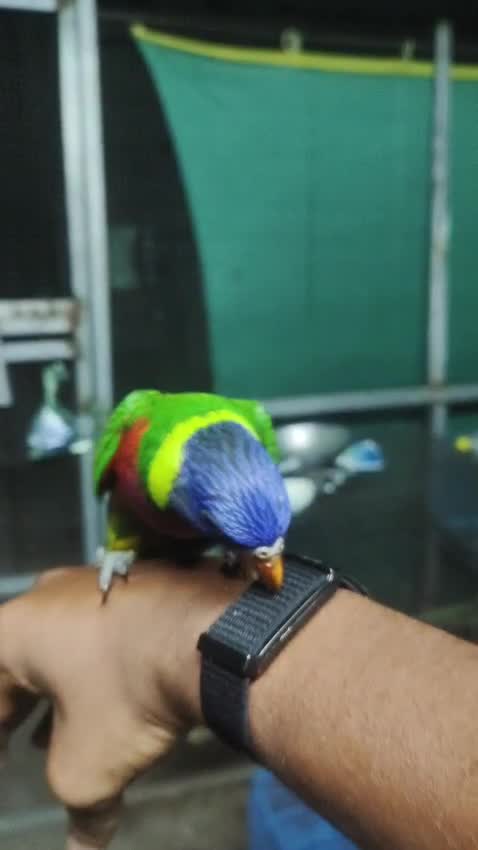 Budgies, farm video