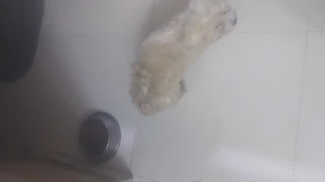 Maltese Puppy | White, farm video