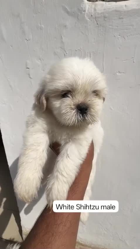 Shih Tzu Puppy Brown & White, farm video