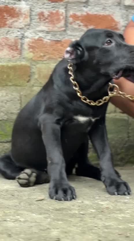 Cane Corso Puppy, farm video
