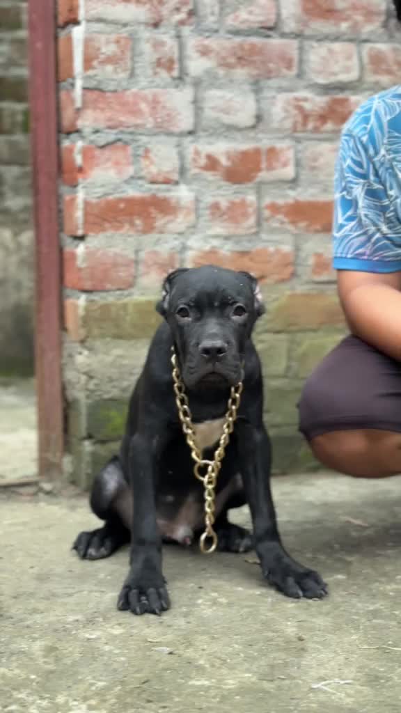Cane Corso Puppy, farm video