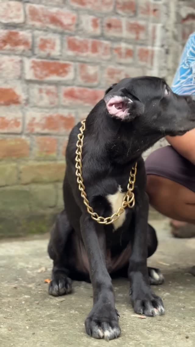 Cane Corso Puppy, farm video