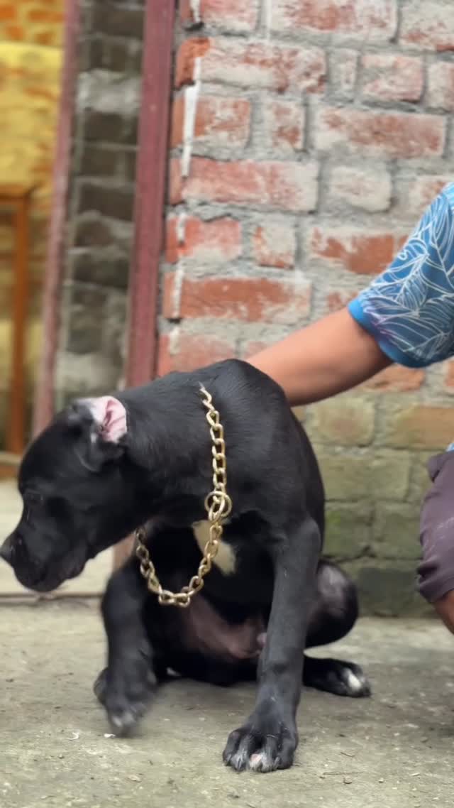 Cane Corso Puppy, farm video