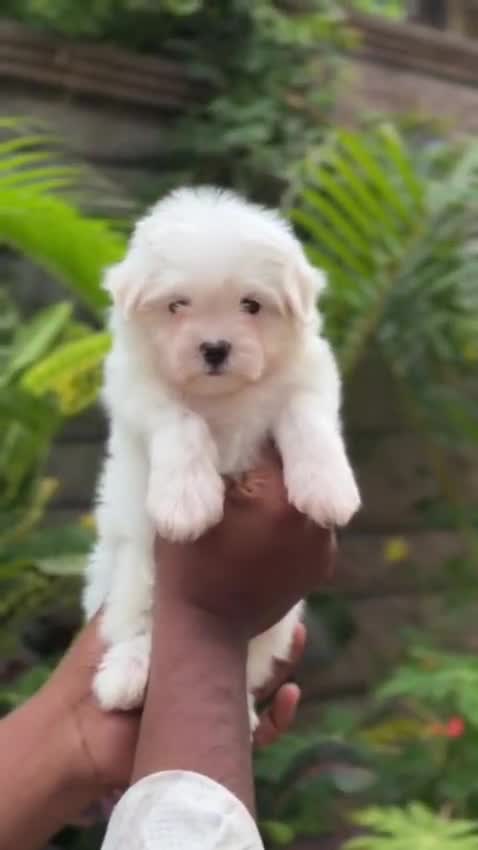 Maltese Puppy | White, farm video