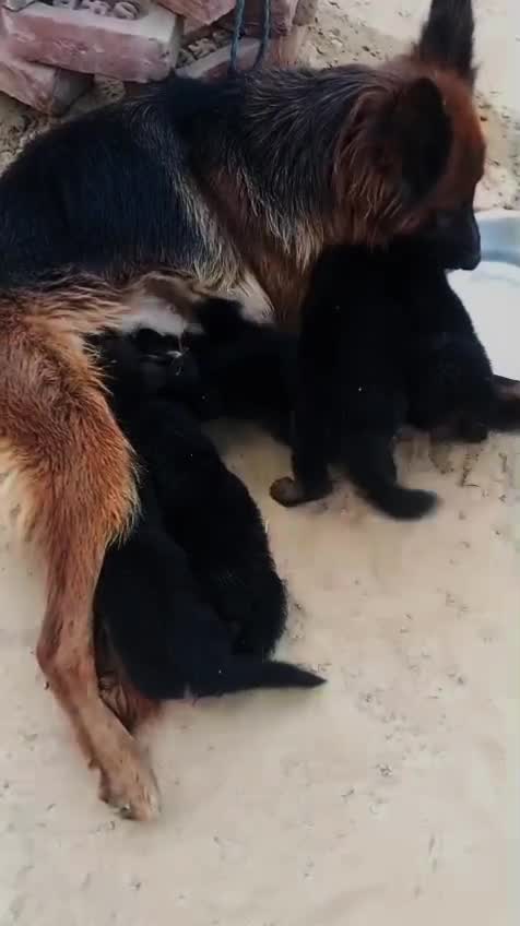 German Shepherd Puppy | Z Black, farm video