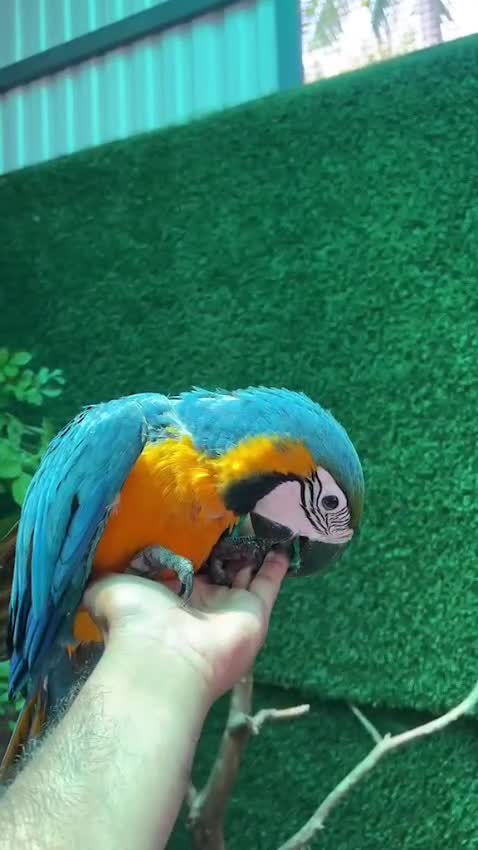 Blue & Gold Macaw, farm video