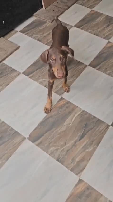 Doberman Pinscher Puppy, farm video