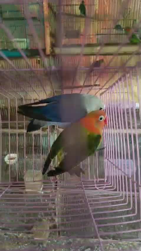 Fish, farm video