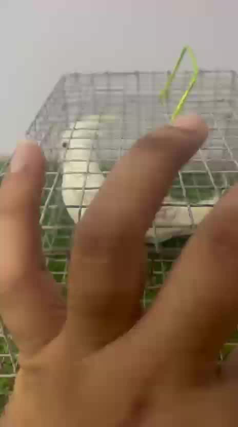 Cockatiel, farm video