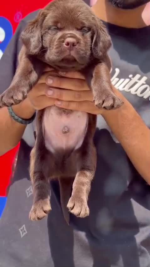 Beagle Black & Tan Puppy, farm video