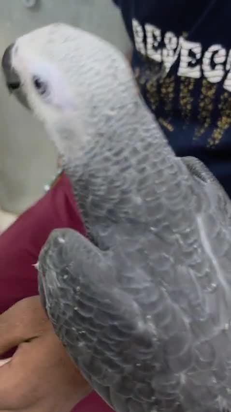 African Grey Parrot, farm video