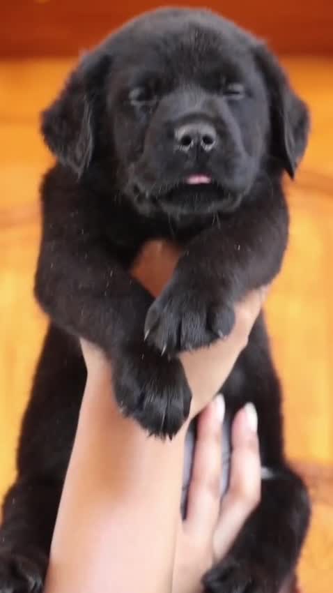 Beagle Black & Tan Puppy, farm video