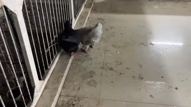 Dachshund Puppy, farm video