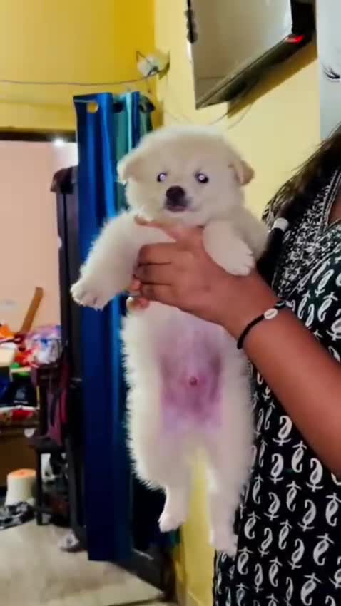 Toy Poodle Puppy, farm video